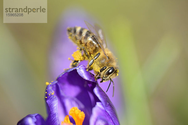 Nahaufnahme einer Honigbiene (Apis mellifera) auf einem Frühlings-Krokus (Crocus vernus)