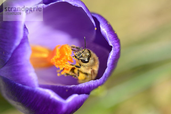 Nahaufnahme einer Honigbiene (Apis mellifera) auf einem Frühlings-Krokus (Crocus vernus)