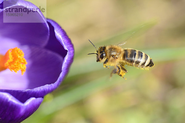 Nahaufnahme einer Honigbiene (Apis mellifera) auf einem Frühlings-Krokus (Crocus vernus)