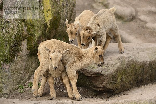 Verspielte Mähnenspringer-Jungtiere (Ammotragus lervia)