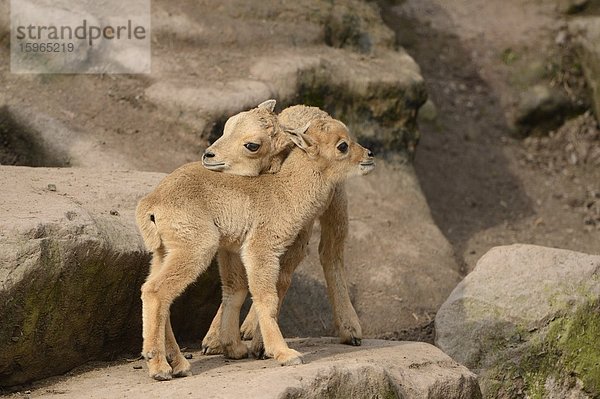 Verspielte Mähnenspringer-Jungtiere (Ammotragus lervia)