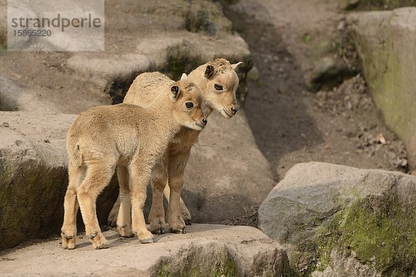 Verspielte Mähnenspringer-Jungtiere (Ammotragus lervia)