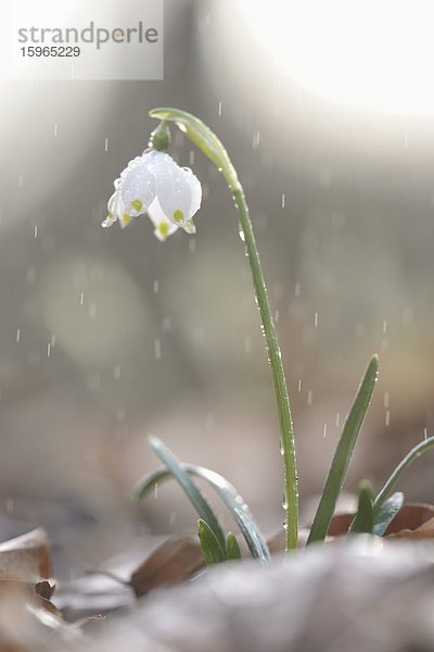 Nauhaufnahme einer Frühlings-Knotenblume (Leucojum vernum) im Regen