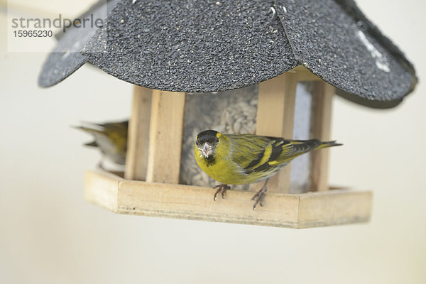 Erlenzeisig (Carduelis spinus) an einem Vogelhaus im Winter