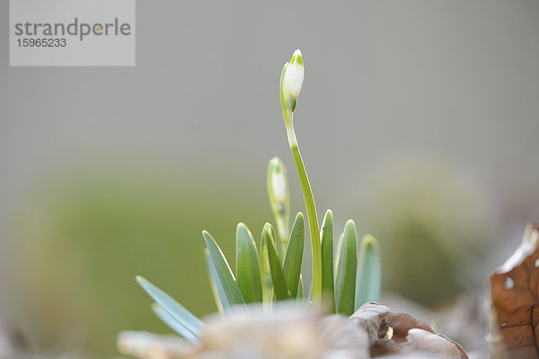 Nauhaufnahme einer Frühlings-Knotenblume (Leucojum vernum)