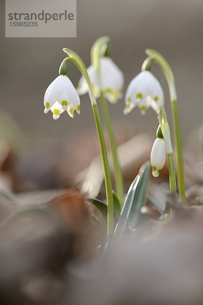 Nauhaufnahme einer Frühlings-Knotenblume (Leucojum vernum)