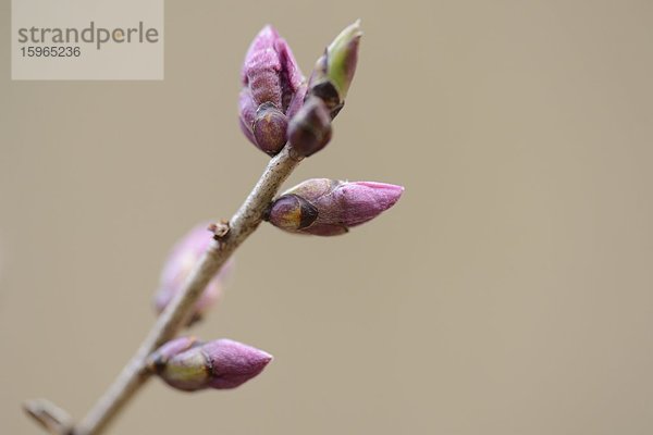 Nahaufnahme von Seidelbast-Knospen (Daphne mezereum)