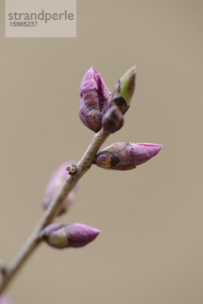 Nahaufnahme von Seidelbast-Knospen (Daphne mezereum)