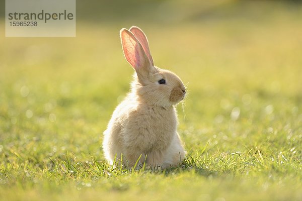 Sieben Wochen altes Hasen-Jungtier auf einer Wiese