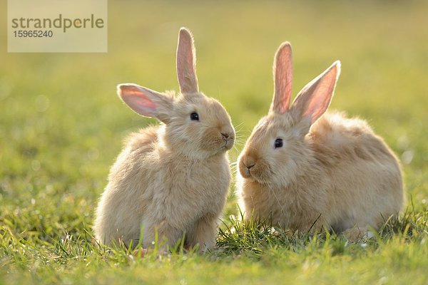 Zwei sieben Wochen alte Hasenjunge auf einer Wiese