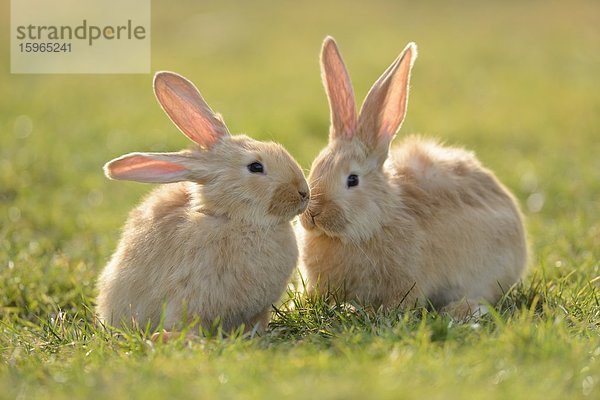 Zwei sieben Wochen alte Hasenjunge auf einer Wiese