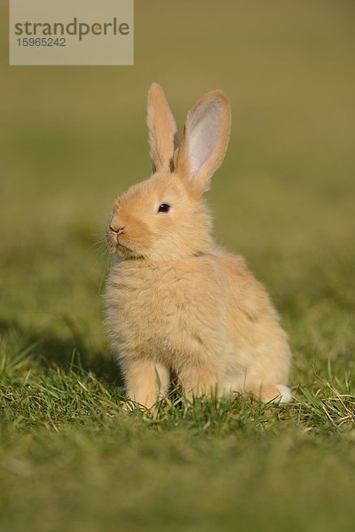 Sieben Wochen altes Hasen-Jungtier auf einer Wiese