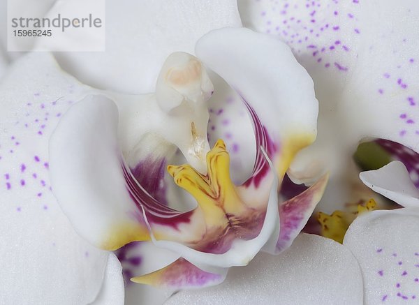 Blüte einer Phalaenopsis-Orchidee