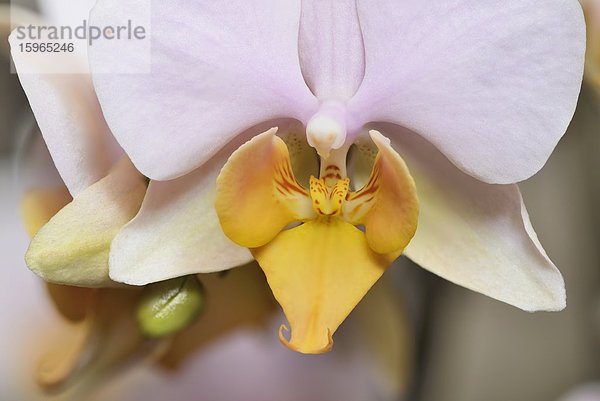 Blüte einer Phalaenopsis-Orchidee