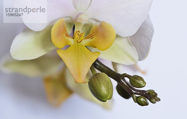 Blüte einer Phalaenopsis-Orchidee