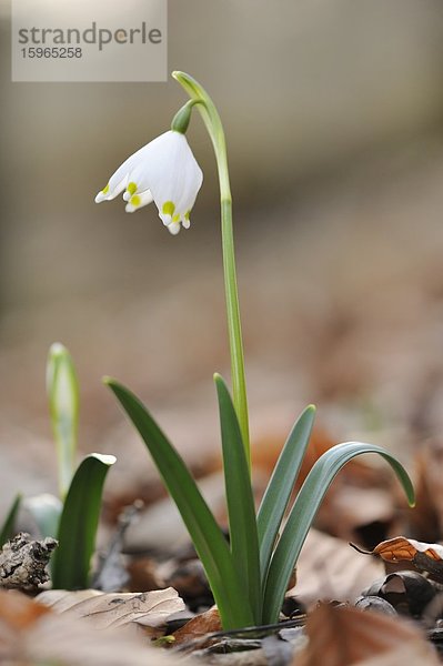 Nauhaufnahme einer Frühlings-Knotenblume (Leucojum vernum)