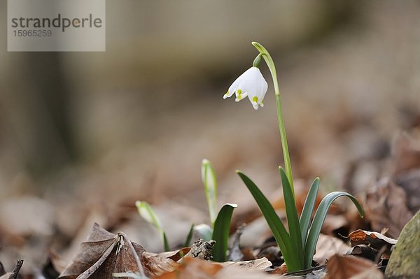 Nauhaufnahme einer Frühlings-Knotenblume (Leucojum vernum)