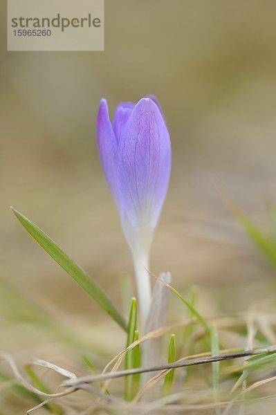 Nahaufnahme eines Elfen-Krokus (Crocus tommasinianus)