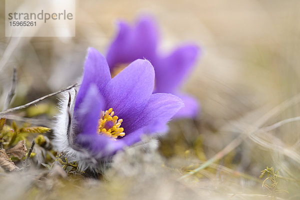 Küchenschelle  Pulsatilla vulgaris  Oberpfalz  Bayern  Deutschland  Europa