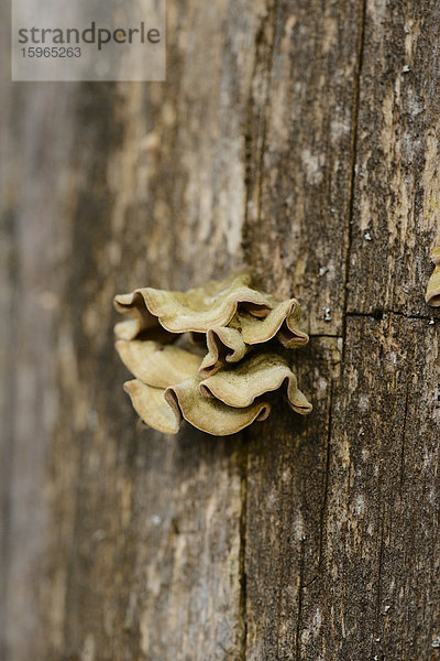 Pilz an einem Baumstamm  Oberpfalz  Bayern  Deutschland  Europa