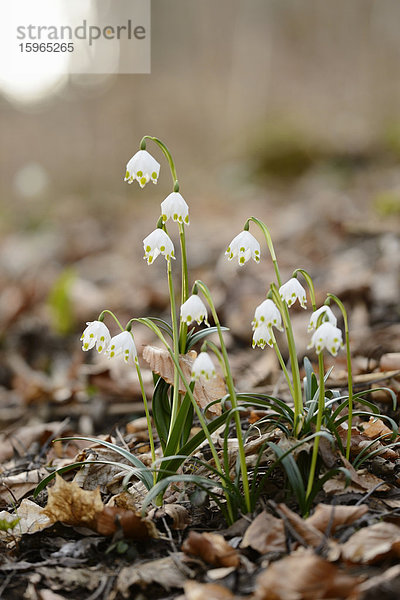 Größes Schneeglöckchen  Leucojum vernum  im Wald  Oberpfalz  Bayern  Deutschland  Europa