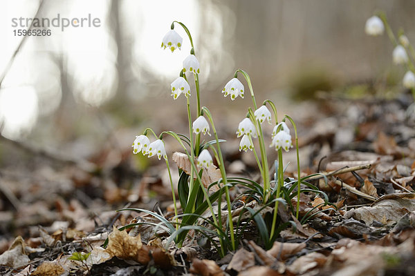 Größes Schneeglöckchen  Leucojum vernum  im Wald  Oberpfalz  Bayern  Deutschland  Europa