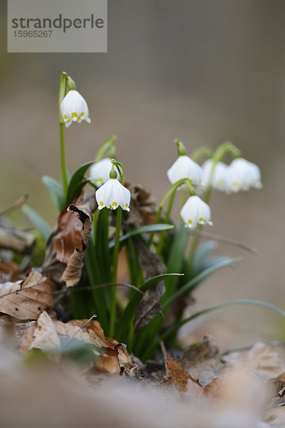 Größes Schneeglöckchen  Leucojum vernum  im Wald  Oberpfalz  Bayern  Deutschland  Europa