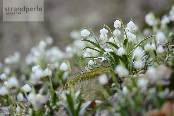 Größes Schneeglöckchen  Leucojum vernum  im Wald  Oberpfalz  Bayern  Deutschland  Europa