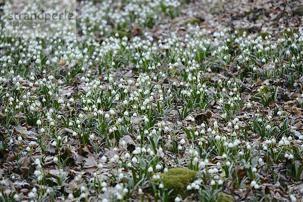 Größes Schneeglöckchen  Leucojum vernum  im Wald  Oberpfalz  Bayern  Deutschland  Europa