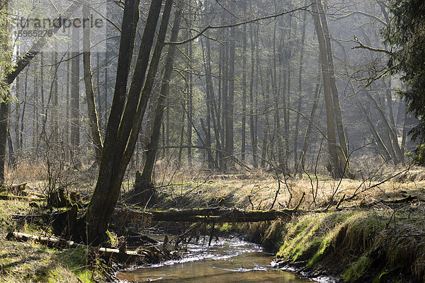 Bach im Wald  Oberpfalz  Bayern  Deutschland  Europa