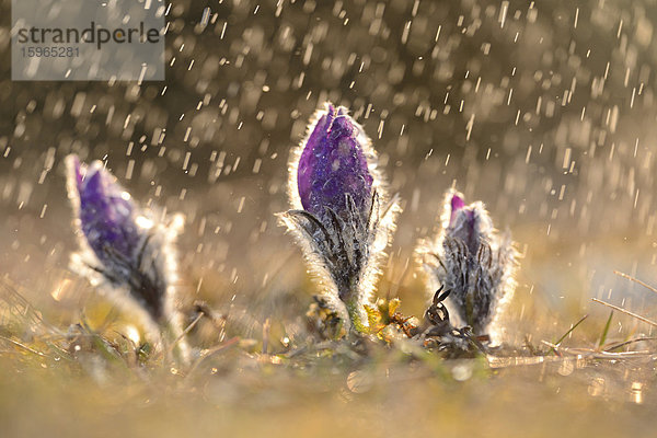 Küchenschelle  Pulsatilla vulgaris  Oberpfalz  Bayern  Deutschland  Europa