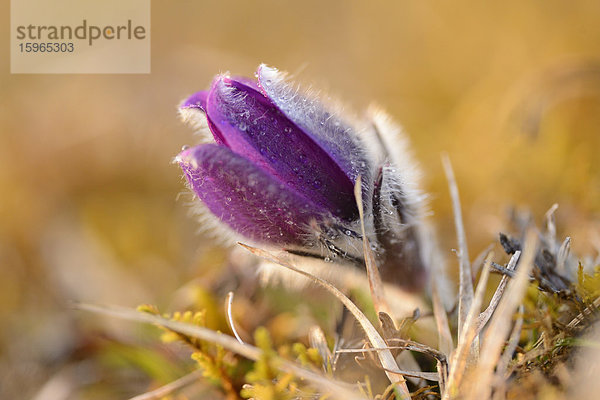 Küchenschelle  Pulsatilla vulgaris  Oberpfalz  Bayern  Deutschland  Europa