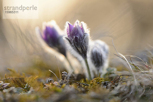 Küchenschelle  Pulsatilla vulgaris  Oberpfalz  Bayern  Deutschland  Europa