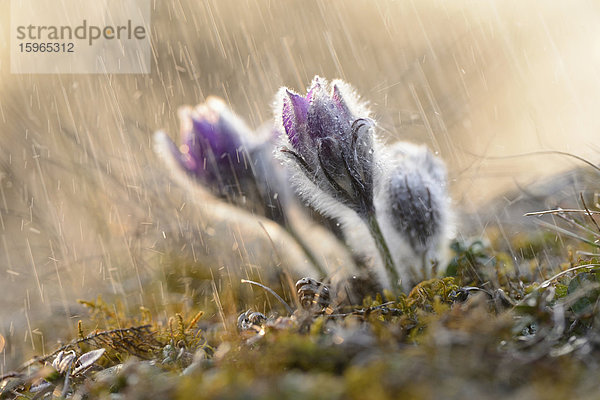 Küchenschelle  Pulsatilla vulgaris  Oberpfalz  Bayern  Deutschland  Europa