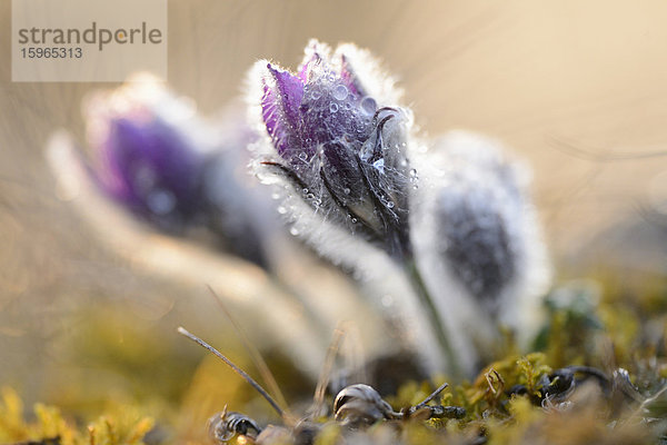 Küchenschelle  Pulsatilla vulgaris  Oberpfalz  Bayern  Deutschland  Europa