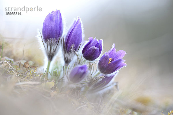 Küchenschelle  Pulsatilla vulgaris  Oberpfalz  Bayern  Deutschland  Europa