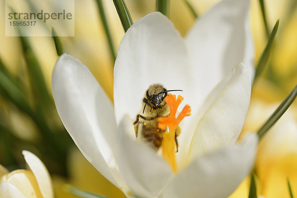 Honigbiene  Apis mellifera  auaf einem Frühlings-Krokus  Crocus vernus  Oberpfalz  Bayern  Deutschland  Europa