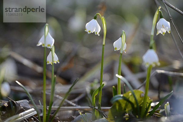 Größes Schneeglöckchen  Leucojum vernum  im Wald  Oberpfalz  Bayern  Deutschland  Europa