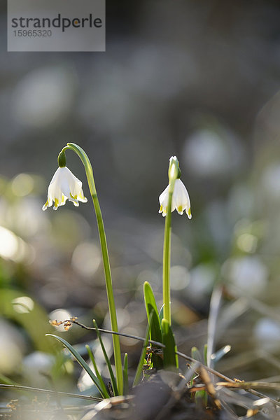 Größes Schneeglöckchen  Leucojum vernum  im Wald  Oberpfalz  Bayern  Deutschland  Europa