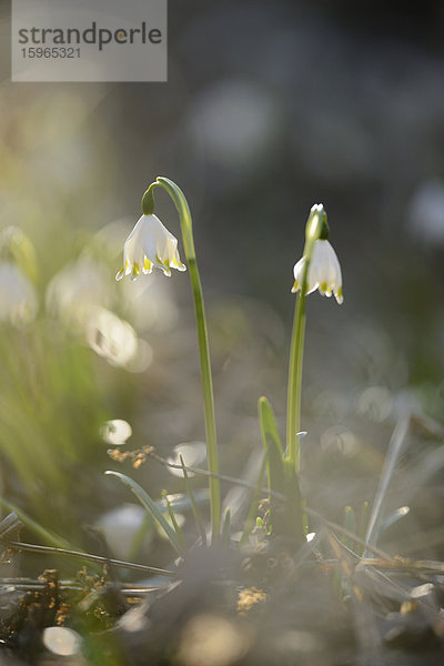 Größes Schneeglöckchen  Leucojum vernum  im Wald  Oberpfalz  Bayern  Deutschland  Europa