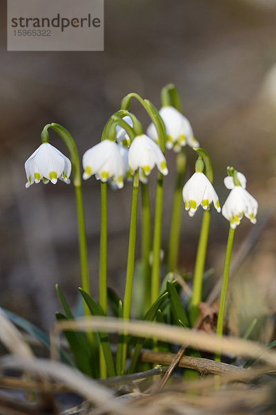 Größes Schneeglöckchen  Leucojum vernum  im Wald  Oberpfalz  Bayern  Deutschland  Europa