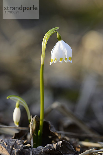 Größes Schneeglöckchen  Leucojum vernum  im Wald  Oberpfalz  Bayern  Deutschland  Europa