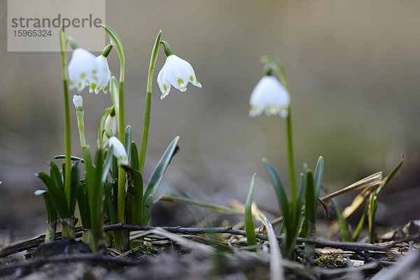 Größes Schneeglöckchen  Leucojum vernum  im Wald  Oberpfalz  Bayern  Deutschland  Europa