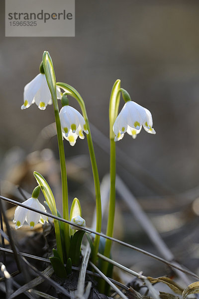 Größes Schneeglöckchen  Leucojum vernum  im Wald  Oberpfalz  Bayern  Deutschland  Europa