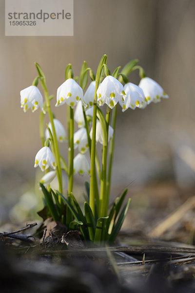 Größes Schneeglöckchen  Leucojum vernum  im Wald  Oberpfalz  Bayern  Deutschland  Europa