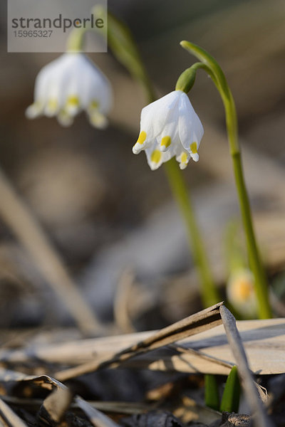 Größes Schneeglöckchen  Leucojum vernum  im Wald  Oberpfalz  Bayern  Deutschland  Europa