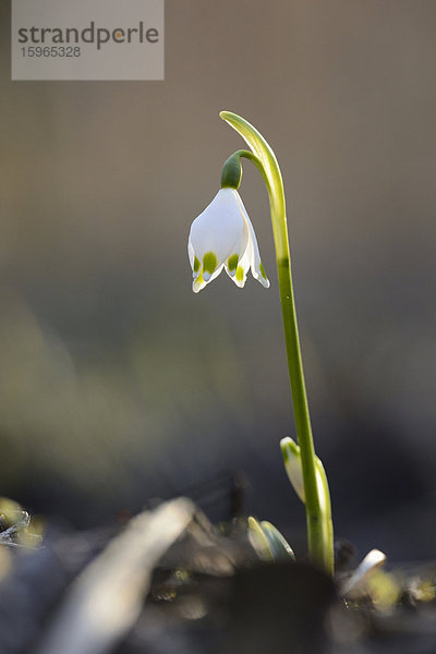 Größes Schneeglöckchen  Leucojum vernum  im Wald  Oberpfalz  Bayern  Deutschland  Europa