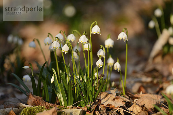 Größes Schneeglöckchen  Leucojum vernum  im Wald  Oberpfalz  Bayern  Deutschland  Europa