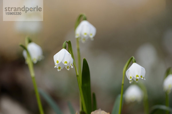 Größes Schneeglöckchen  Leucojum vernum  im Wald  Oberpfalz  Bayern  Deutschland  Europa