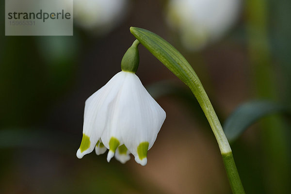 Größes Schneeglöckchen  Leucojum vernum  im Wald  Oberpfalz  Bayern  Deutschland  Europa